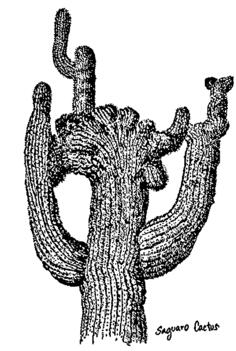 Saguaro cactus