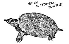 Spiny soft shell turtle