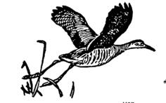 Bird flying drawing