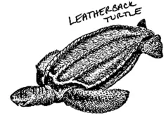 Leather-back turtle