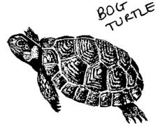 Bog turtle