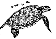 Green turtle image