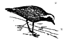 Golden plover image