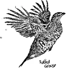 Ruffled grouse wings