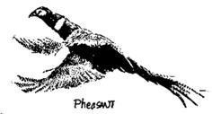 Pheasant flying