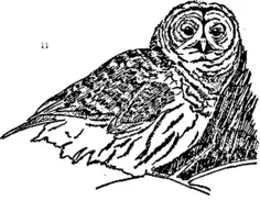 Owl sketch image
