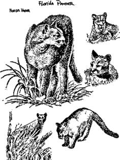 Florida panthers