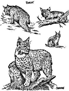 Bobcats
