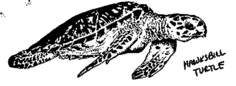 Hawksbill turtle image