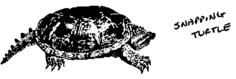 Snapping turtle