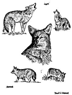 Coyotes image