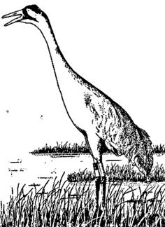 Sand hill crane