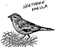 Northern parula