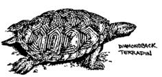 Diamondback terrapin