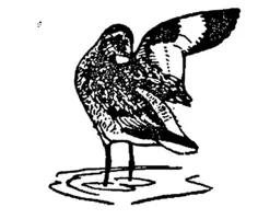 Willet