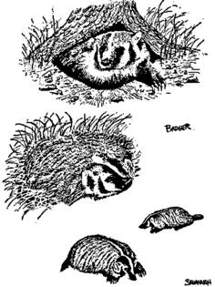 The badgers