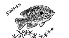 Sunfish image