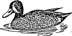 Blue duck