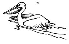 Pelican swimming