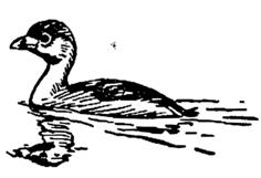 Duckling swimming