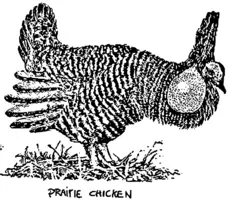 Prairie chicken image