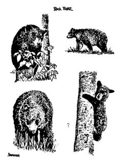Bears image