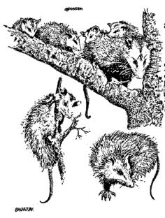 Mice image