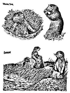 Prairie dogs