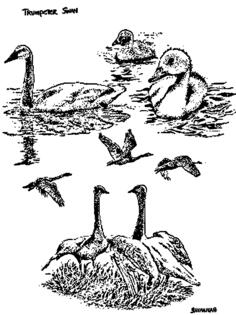 Trumpeter swans