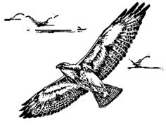 Swainsion hawk in flight