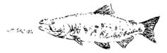 Chum salmon