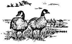 Aleutian geese standing
