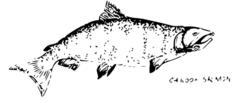 Chinook salmon