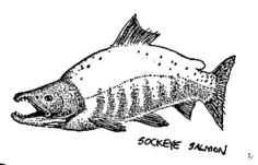 Sockeye Salmon sketch