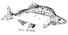 Pink salmon