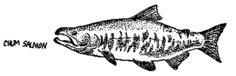 Chum Salmon mapitize