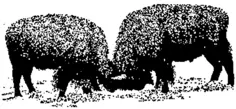 American buffaloes