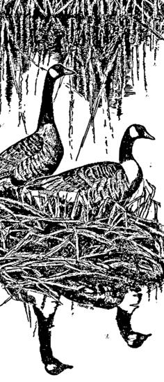 Nesting Canada geese