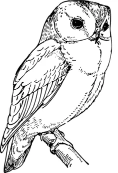 Laughing owl