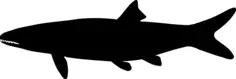 Shark silhouette image