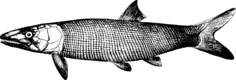 Extinct fish drawing