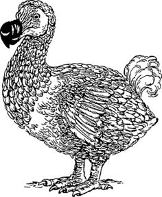 Dodo drawing