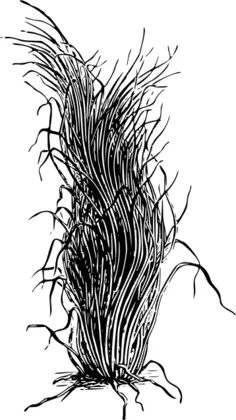 Black and white grass