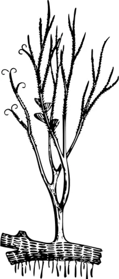Psilophyton princeps