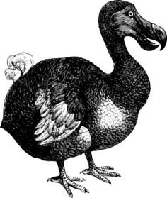 Dodo's drawing