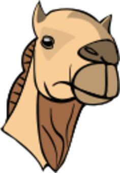 Camel head image