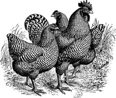Barred Plymouth Rocks