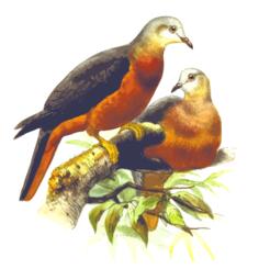 Chestnut-bellied imperial pigeon