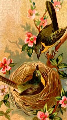 Birds in nest