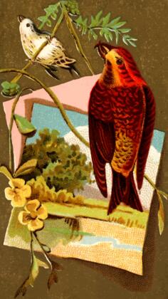 Crossbill image